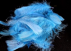Large pack of Feathers, BLUE