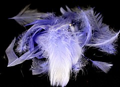 Large pack of Feathers, LILAC