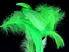 Large pack of Feathers, BRIGHT GREEN