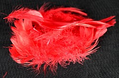 Large pack of Feathers, RED