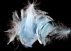 Large pack of Feathers, TURQUOISE